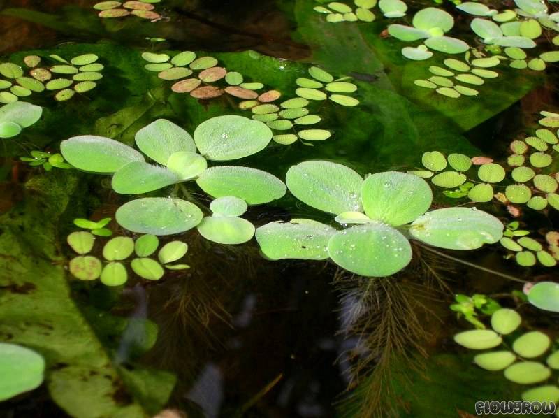 stratiotes pistia flowgrow aquaticplants
