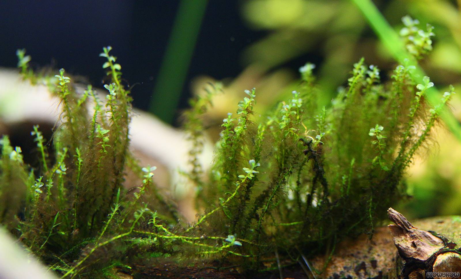 Plagiomnium cf. affine - Pearl moss - Flowgrow Aquatic Plant Database