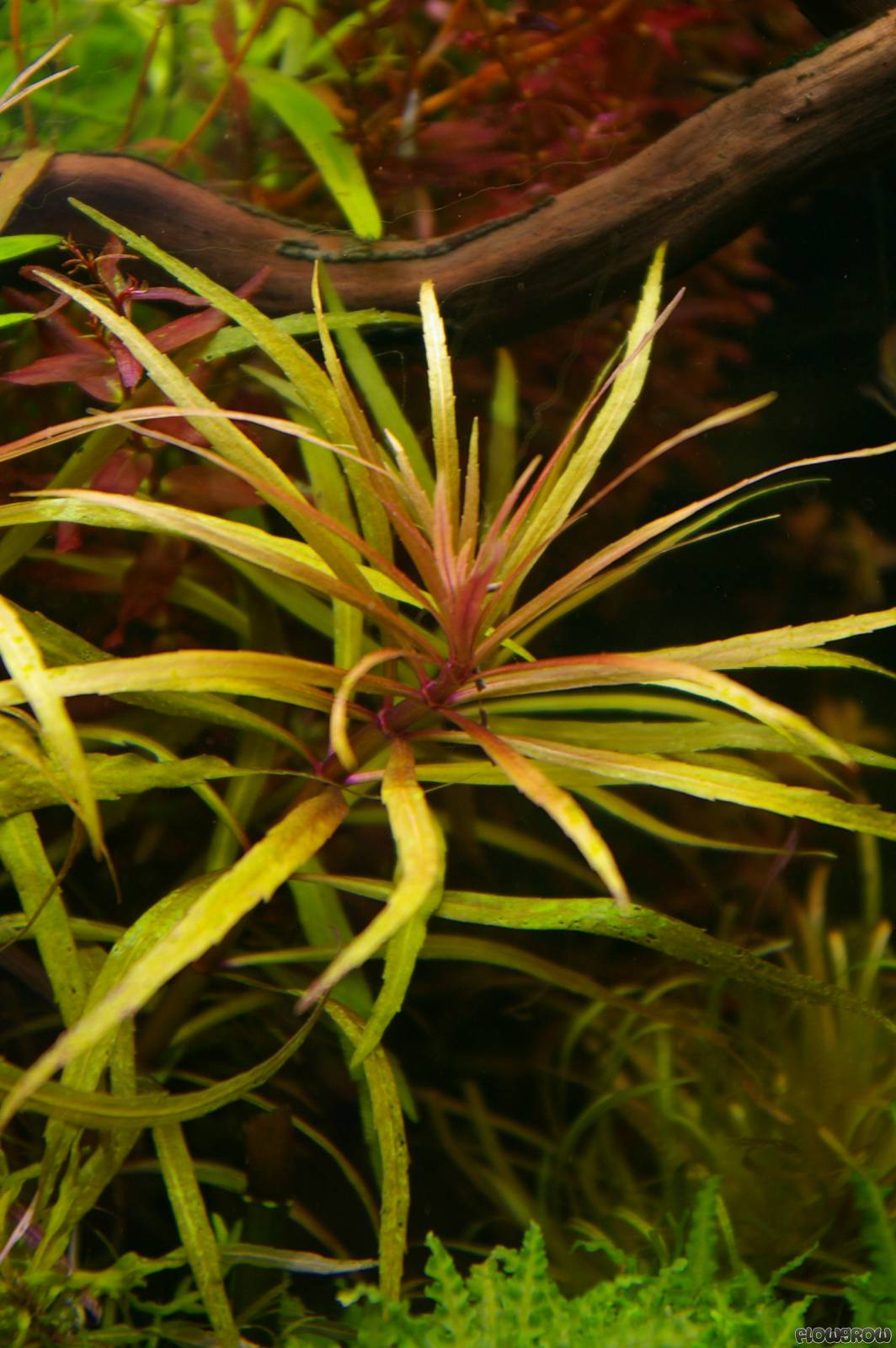 430 Design Plant Aquarium Terbaru 430 Design Plant Aquarium Terbaru