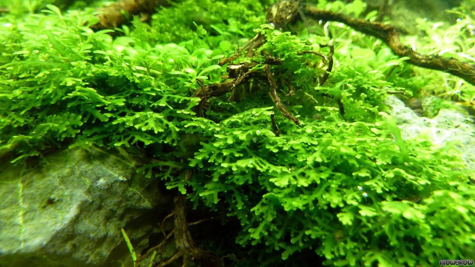 http://www.flowgrow.de/db/aquaticplants/riccardia-spp