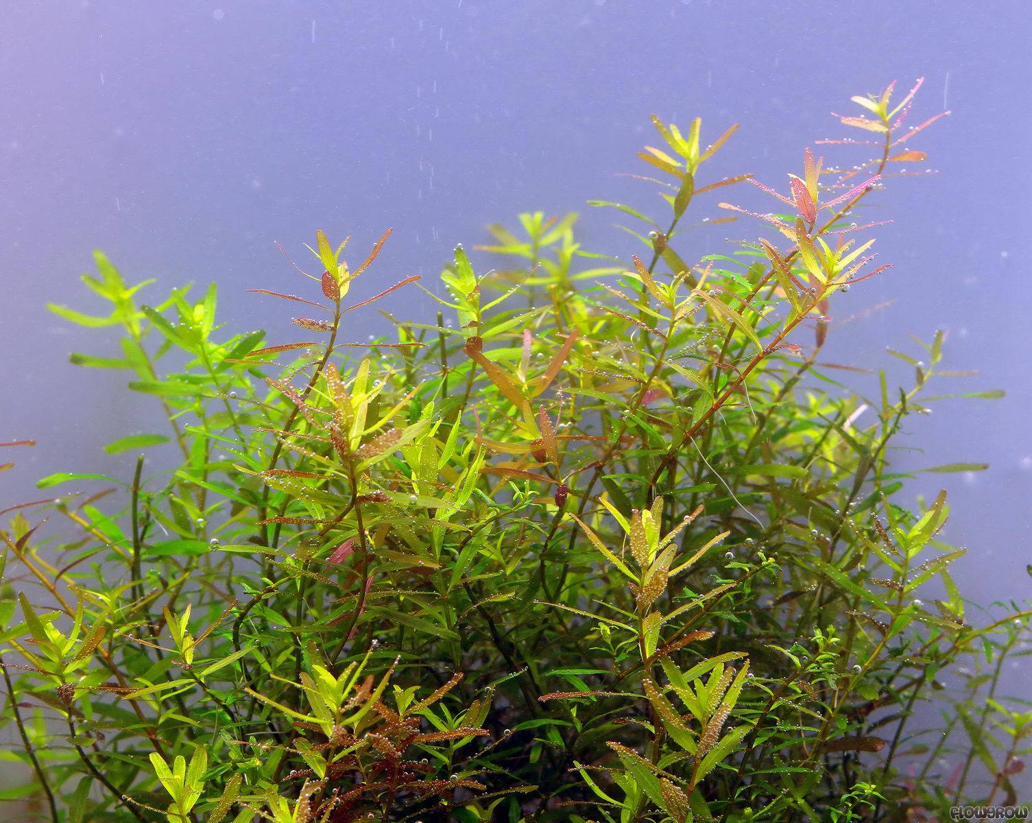 rotala rotundifolia 'ceylon' - flowgrow aquatic plant database