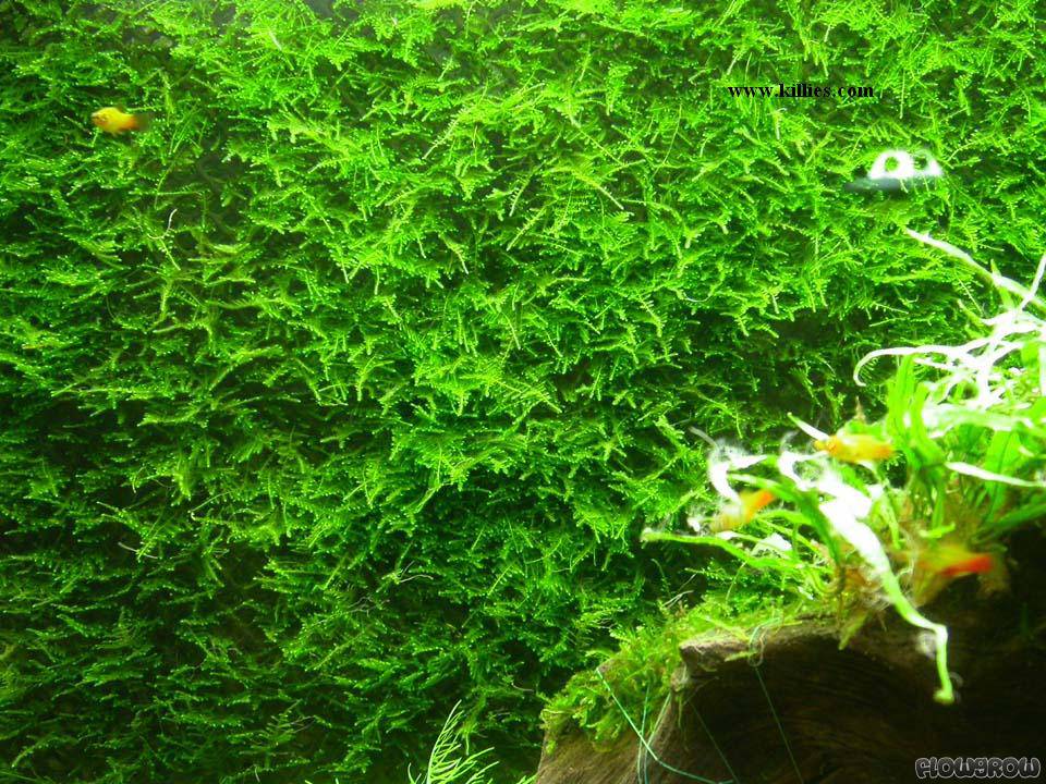 https://www.flowgrow.de/db/aquaticplants/taxiphyllum-alternans-taiwan-moss