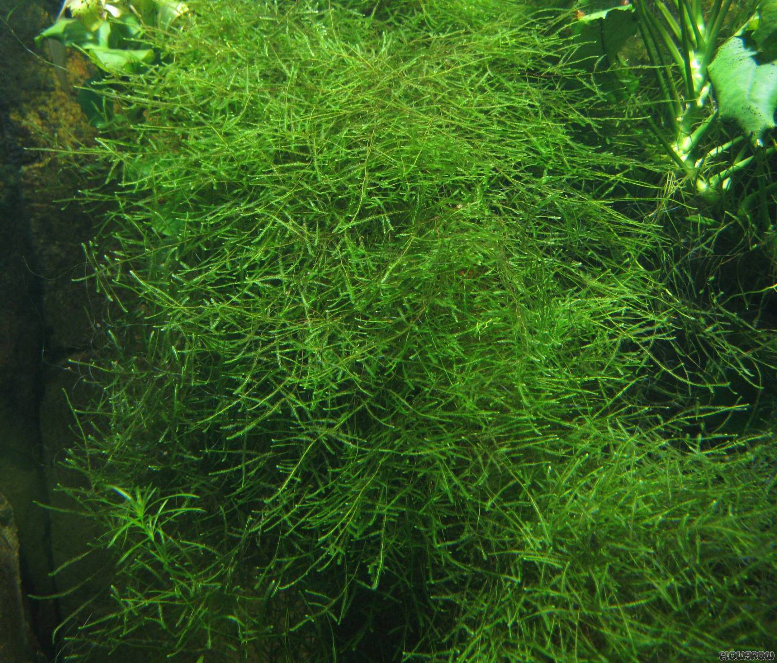 https://www.flowgrow.de/db/aquaticplants/taxiphyllum-barbieri