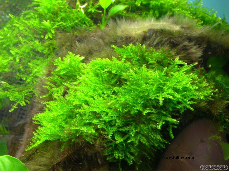 Greenpro L Java Moss Balls Vesicularia Dubyana US Grow Live -  Australia