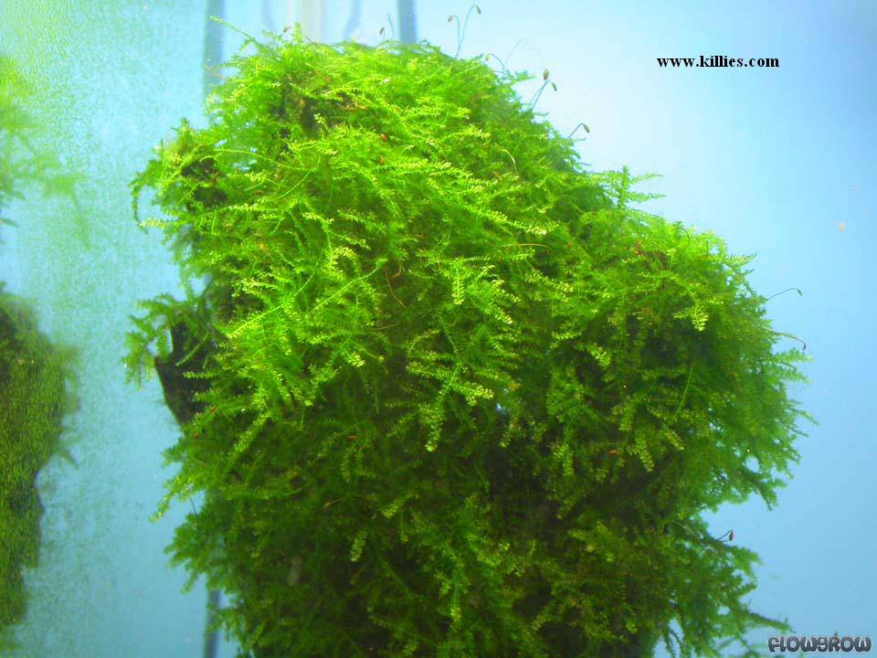 Java Moss (Vesicularia dubyana) 