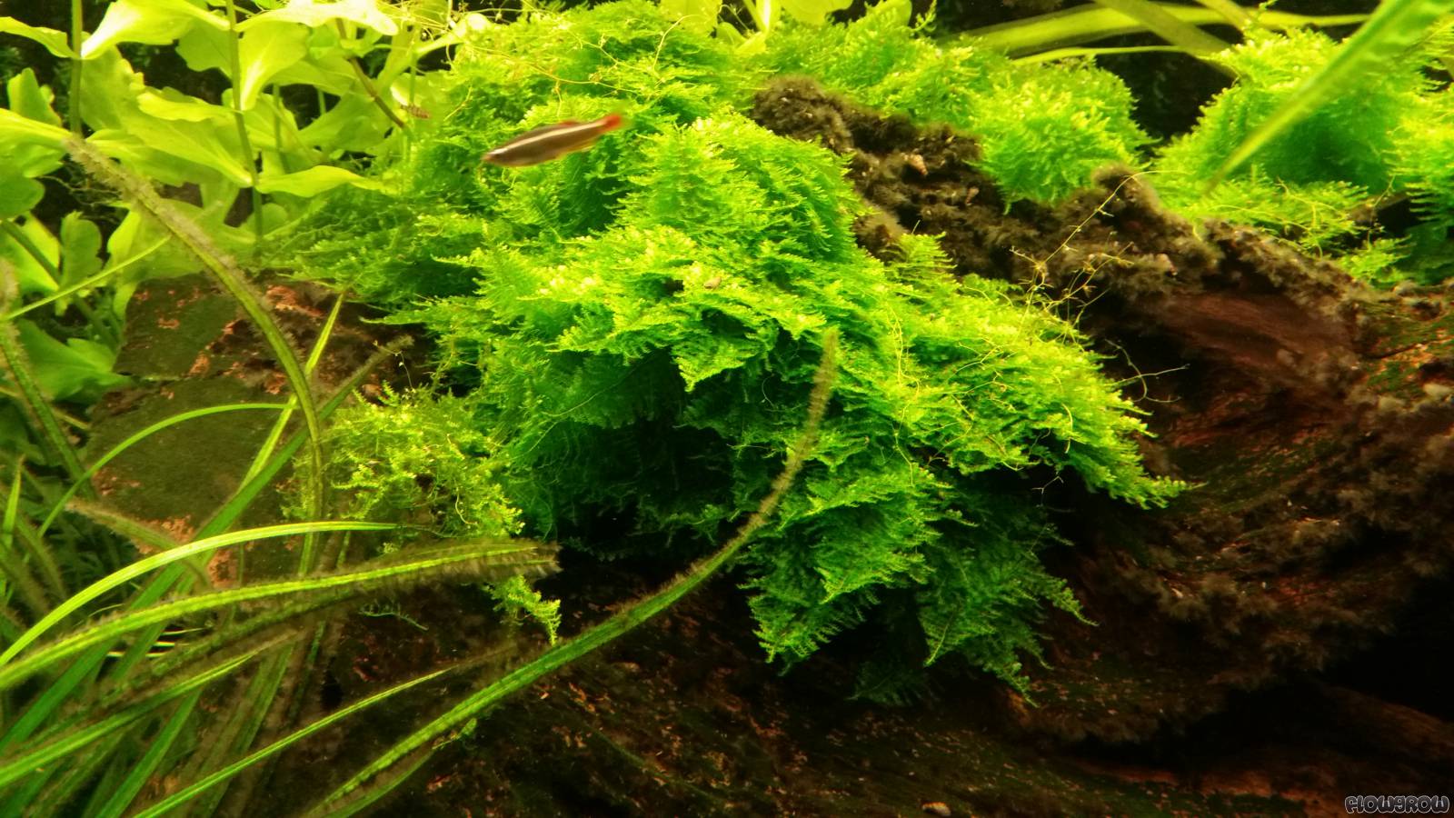 Vesicularia sp. "Mini Christmas Moss" - Flowgrow Aquatic Plant Database