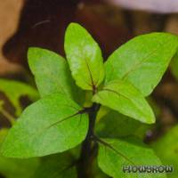 Acmella repens - Flowgrow Aquatic Plant Database