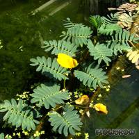 Aeschynomene fluitans - Flowgrow Aquatic Plant Database