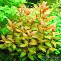 Alternanthera reineckii "Kleines Papageienblatt" - Flowgrow Aquatic Plant Database