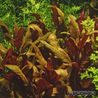Alternanthera reineckii "Lilacina" - Flowgrow Aquatic Plant Database