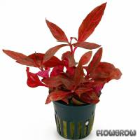 Alternanthera reineckii 'Rosanervig' - Flowgrow Aquatic Plant Database