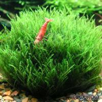 Amblystegium serpens - Nano moss - Flowgrow Aquatic Plant Database