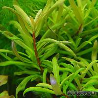 Ammannia pedicellata - Flowgrow Aquatic Plant Database