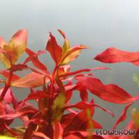 Ammannia praetermissa - Flowgrow Aquatic Plant Database