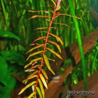 Ammannia senegalensis - Copper leaf Ammannia - Flowgrow Aquatic Plant Database