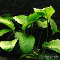 Anubias barteri var. barteri - Flowgrow Aquatic Plant Database