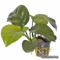 Anubias barteri var. caladiifolia - Flowgrow Aquatic Plant Database