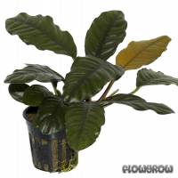 Anubias barteri var. coffeifolia - Flowgrow Aquatic Plant Database