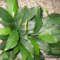 Anubias barteri var. glabra - Flowgrow Aquatic Plant Database