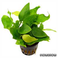 Anubias barteri var. nana 'Golden Heart' - Golden Anubias - Flowgrow Aquatic Plant Database