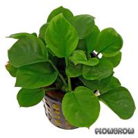 Anubias barteri var. nana 'Round Leaf' - Round leaf Anubias - Flowgrow Aquatic Plant Database