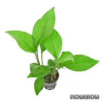 Anubias heterophylla - Flowgrow Aquatic Plant Database