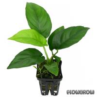 Anubias "nangi" - Nangi Anubias - Flowgrow Aquatic Plant Database