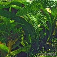 Aponogeton boivinianus - Flowgrow Aquatic Plant Database
