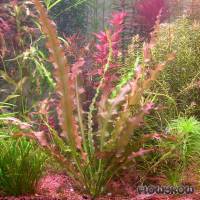 Aponogeton crispus - Flowgrow Aquatic Plant Database