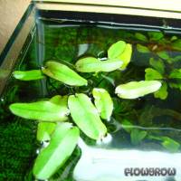 Aponogeton robinsonii - Robinson's Aponogeton - Flowgrow Aquatic Plant Database