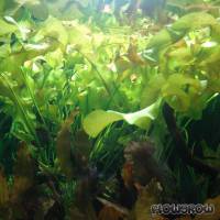 Aponogeton ulvaceus - Flowgrow Aquatic Plant Database