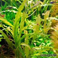 Aponogeton undulatus - Flowgrow Aquatic Plant Database