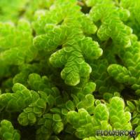 Azolla cristata - Flowgrow Aquatic Plant Database