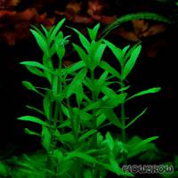 Bacopa crenata - Flowgrow Aquatic Plant Database