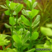 Bacopa monnieri - Water hyssop - Flowgrow Aquatic Plant Database