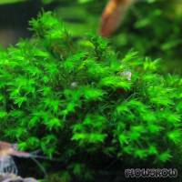 Barbula sp. - Flowgrow Aquatic Plant Database