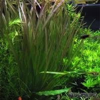 Blyxa aubertii - Flowgrow Aquatic Plant Database