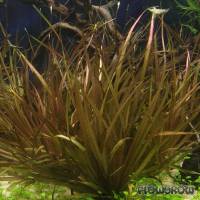 Blyxa aubertii "Red" - Flowgrow Aquatic Plant Database