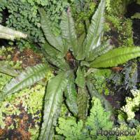 Bolbitis heteroclita - Water fern - Flowgrow Aquatic Plant Database