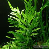 Bolbitis heudelotii - Flowgrow Aquatic Plant Database