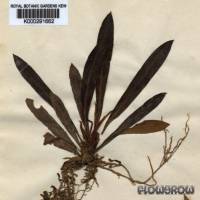 Bucephalandra motleyana - Flowgrow Aquatic Plant Database