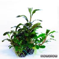 Bucephalandra pygmaea "Bukit Kelam / Sintang" - Flowgrow Aquatic Plant Database