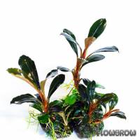 Bucephalandra pygmaea "Kapit" - Flowgrow Aquatic Plant Database