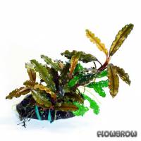 Bucephalandra sordidula - Flowgrow Aquatic Plant Database