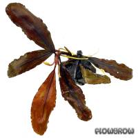 Bucephalandra sp. "Black Leaf" - Flowgrow Aquatic Plant Database