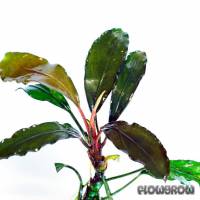 Bucephalandra sp. "Bodok" - Flowgrow Aquatic Plant Database