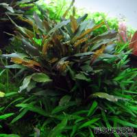 Bucephalandra sp. "Braun-rot narrow" - Flowgrow Aquatic Plant Database