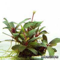 Bucephalandra sp. "Riam Macan" - Flowgrow Aquatic Plant Database