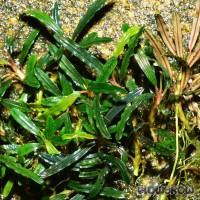 Bucephalandra sp. "Sekadau 1" - Flowgrow Aquatic Plant Database