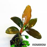 Bucephalandra sp. "Semuntai" - Flowgrow Aquatic Plant Database